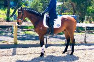 Sold Super athletic allrounder on HorseYard.com.au