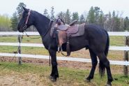 Rustler- Friesian on HorseYard.com.au