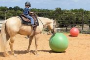Beginner Quarter Horse Palomino on HorseYard.com.au