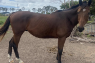 15yo OTTB gelding  on HorseYard.com.au