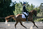 EDUCATED AND VERSATILE DRESSAGE PONY  on HorseYard.com.au