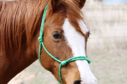 Rope Halters on HorseYard.com.au