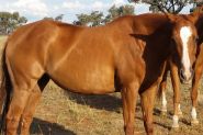 Outstanding broodmare on HorseYard.com.au