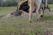 Beautiful Palouse lead line pony gelding on HorseYard.com.au