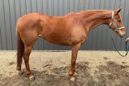 Tb mare  on HorseYard.com.au