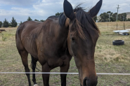 15.3hh 4yo OTTB on HorseYard.com.au