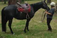 Australian stock horse mare on HorseYard.com.au