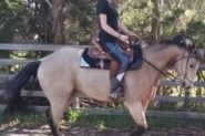 Romeo Beckham  on HorseYard.com.au