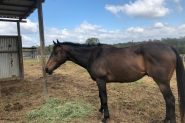 Retired Racehorse on HorseYard.com.au
