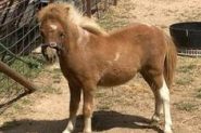 Beautiful AMPS/APSB colt - Needs handling on HorseYard.com.au