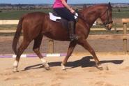 16yo Gelding ideal 2nd horse for pony club on HorseYard.com.au