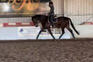 16.2 Bay/Brown Dressage Gelding on HorseYard.com.au