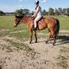  Boss tb on HorseYard.com.au