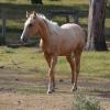 AQHA Palomino Colt on HorseYard.com.au