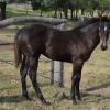 AQHA ASH Colt on HorseYard.com.au