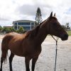 True Gentleman on HorseYard.com.au