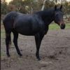 OTT Mare Giveaway on HorseYard.com.au