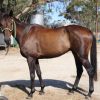 POLOCROSSE HORSE  - REGRETFUL SALE on HorseYard.com.au