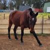 Standardbred gelding  on HorseYard.com.au