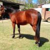 Mr Maestro on HorseYard.com.au