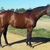 ASH MARE 15HH on HorseYard.com.au