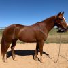 Rising 6-year-old QH Gelding  on HorseYard.com.au
