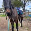 standardbred  on HorseYard.com.au