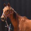 RANGA / OTTB GELDING on HorseYard.com.au