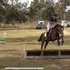 14.2hh 5y/o WB/TB Mare on HorseYard.com.au