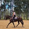 Quiet Kind mare  on HorseYard.com.au