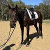 **For Sale: Talented & Quiet Thoroughbred Gelding** on HorseYard.com.au