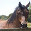 Sold  on HorseYard.com.au
