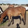 Chocky 18mo Clydie X Australian pony filly great temperament on HorseYard.com.au