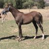 Anglo Arabian Yearling Filly(make a reasonable offer). on HorseYard.com.au