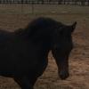 Gorgeous Purebred Filly on HorseYard.com.au