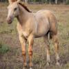 AQHA Registered Dun Colt (Priced as gelding) on HorseYard.com.au