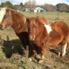 Registered Miniature Pony Colt on HorseYard.com.au