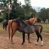 Gorgeous Purebred filly on HorseYard.com.au