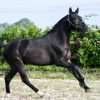 This is a seven year old dream All Star P.R.E. Gelding Horse . on HorseYard.com.au