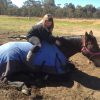 beautiful bay thoroughbred mare on HorseYard.com.au
