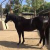 Flash Jump Friesian Horse on HorseYard.com.au