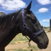 Blackie needs a home on HorseYard.com.au