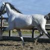 Apto approved PRE Stallion – ZZ light+9 winning points on HorseYard.com.au