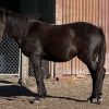 Stunning Black Anglo MAre on HorseYard.com.au