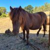 Calm, Kind Mare on HorseYard.com.au
