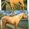 STUNNING PART BRED ARABIAN  on HorseYard.com.au