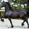 OLIVER 5 yrs old Year Old Friesian Gelding . on HorseYard.com.au
