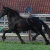 Friesian Horse (Aaltsje) For Sale . on HorseYard.com.au