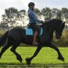 KFPS Friesian Yearling . on HorseYard.com.au