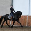 Healthy Friesian Horse for sale. on HorseYard.com.au